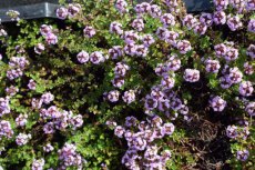 Thymus ‘Doone Valley’ | Bontbladige kruiptijm 15 P9