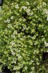 Thymus praecox ‘Albiflorus’ 24 st. Thymus praecox 'Albiflorus'  - PROMO 24 st. | Kruiptijm 5 P9