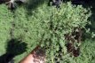 Thymus praecox ‘Pseudolanuginosus’ Thymus praecox ‘Pseudolanuginosus’ | Woltijm 5 P9