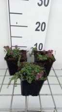 Thymus praecox ‘Red Carpet’ | Kruiptijm 5 P9