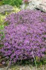 Thymus serpyllum Thymus serpyllum | Wilde tijm-Kruiptijm-Kleine tijm 10 P9