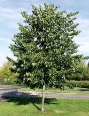 Tilia cord. 'Roelvo' 8/10 HO BW | KLEINBLADIGE LINDE