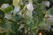 Tilia cordata 8/10 HO Tilia cordata  8/10  HO  WINTERLINDE