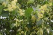 Tilia cordata 8/10 HO Tilia cordata  8/10  HO  WINTERLINDE