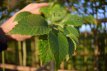 Tilia europaea 'Pallida' 8/10 HO Tilia europaea 'Pallida'  8/10  HO  KONINGSLINDE