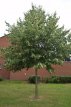 Tilia europaea 'Pallida' 8/10 HO Tilia europaea 'Pallida'  8/10  HO  KONINGSLINDE