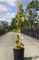 Tilia Henryana - Gewimperde linde  60-80 C12