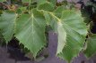 Tilia Henryana (meerstammig) 150/175 Mot Tilia Henryana (meerstammig) 150/175 Mot GEWIMPERDE LINDE