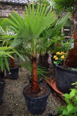 Trachycarpus fort. 'Coconut look' 100/120 C35 Trachycarpus fortunei 'Coconut Look' | Palmboom 100-120 C35