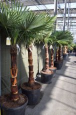 Trachycarpus fortunei 'Coconut Look' | Palmboom  170-180 C80