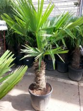 Trachycarpus fortunei 120-130 C25 Trachycarpus fortunei (= Chamaerops excelsa) | Palmboom 120-130 C25