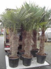 Trachycarpus fortunei 180-200  C50 Trachycarpus fortunei (= Chamaerops excelsa) | Palmboom 180-200 C50