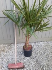 Trachycarpus fortunei - 4 stuks - 80/100 C10 Trachycarpus fortunei - SUPERPROMO - 4 stuks | Palmboom 80-100 C10