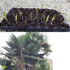 Trachycarpus fortunei - 51 st. zaailingen | Palmboom