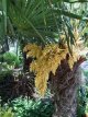 Trachycarpus fortunei - afhaal 300-360 C200 Trachycarpus fortunei - AFHALING | Palmboom 300-360 C200