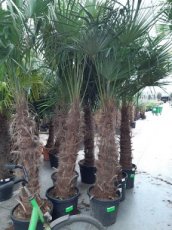 Trachycarpus fortunei - AFHAALPROMO | Palmboom 170-200 C50