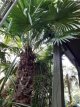 Trachycarpus latisectus - 10 st. Trachycarpus latisectus - 10 st. zaailingen | Palmboom