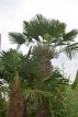Trachycarpus wagnerianus 100/120 C20 Trachycarpus wagnerianus - PROMO  | Palmboom 100-120 C20