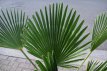 Trachycarpus wagnerianus 100/120 C20 Trachycarpus wagnerianus - PROMO  | Palmboom 100-120 C20