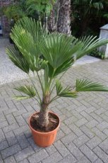 Trachycarpus wagnerianus - PROMO  | Palmboom 100-120 C20