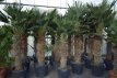 Trachycarpus wagnerianus 140/150 C45 Trachycarpus wagnerianus | Palmboom 140-150 C45