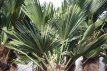 Trachycarpus wagnerianus 35/40 C8 Trachycarpus wagnerianus | Palmboom 35-40 C8
