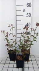 Tricyrtis formosana | Paddenlelie 60 P9