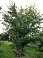 Ulmus lutece® ('Nanguen') 8/10 HO BW | OLM-IEP