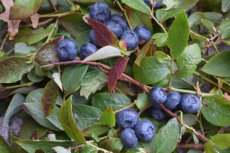 Vaccinium C. 'Bluecrop' -10 st. 30/40 C