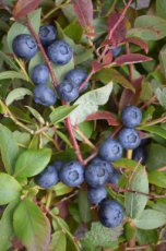 Vaccinium corymbosum 'Bluegold' | Blauwe bosbes-Blauwbes 30/40 C