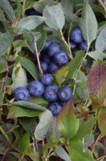 Vaccinium corymbosum 'Bluejay' | Blauwe bosbes-Bosbes 30/40 C