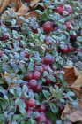Vaccinium vitis-idaea 'Fireballs'(=Lirome)  | Rode bosbes-Cranberry-Vossebes 15/20 C1.3