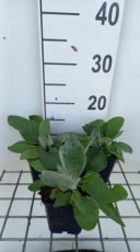 Verbascum bombyciferum | Gigantische zilveren toorts 200 P9