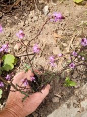 Verbena officinalis 'Bampton' | Ijzerhard 80 P9