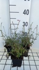 Verbena officinalis | Ijzerhard 80 P9