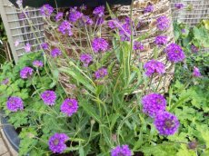 Verbena rigida (=venosa) | Ijzerhard 80 P9