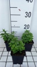Veronica austriaca 'Royal Blue' | Breedbladige ereprijs 30 P9