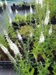 Veronica longifolia ‘Schneeriesin’ Veronica longifolia ‘Schneeriesin’ | Langbladige ereprijs 70 P9