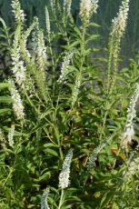Veronica longifolia ‘Schneeriesin’ Veronica longifolia ‘Schneeriesin’ | Langbladige ereprijs 70 P9