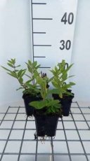 Veronicastrum virginicum 'Red  Arrow' | Virginische ereprijs 140 P9