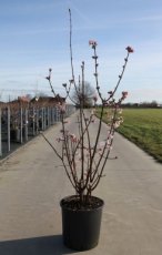 Viburnum Bod.‘Charles Lamont’ 125/150 C18 Viburnum bodnantense  ‘Charles Lamont’ - Sneeuwbal 125-150 C18