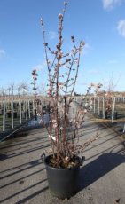 Viburnum bodnantense ‘Charles Lamont’ - Sneeuwbal (meerstammig) 125-150 C30 SNEEUWBAL