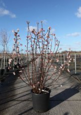 Viburnum Bod.'Dawn' 125/150 C25 Viburnum Bodnantense 'Dawn' - Sneeuwbal 125-150 C25