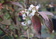 Viburnum Bod.'Dawn' 50/60 C Viburnum Bodnantense 'Dawn' - Sneeuwbal 50-60 C