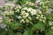 Viburnum dentatum 'Blue Muffin®' 40/50 C4 Viburnum dentatum 'Blue Muffin®'(=christom) - Sneeuwbal 40-50 C4