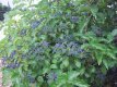 Viburnum dentatum 'Blue Muffin®' 40/50 C4 Viburnum dentatum 'Blue Muffin®'(=christom) - Sneeuwbal 40-50 C4