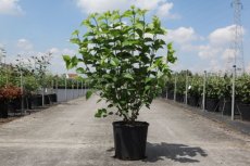 Viburnum dentatum 'Blue Muffin®' 60/80 C12 Viburnum dentatum 'Blue Muffin®'(=christom) - Sneeuwbal 60-80 C12