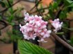 Viburnum farreri 'December Dwarf' 30/40 C4 Viburnum farreri 'December Dwarf' - Sneeuwbal 30-40 C4