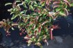 Viburnum hillieri 'Winton' 30/40 C Viburnum hillieri ‘Winton’-Sneeuwbal 30-40 C