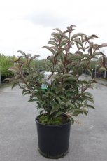 Viburnum hillieri 'Winton' 60/80 C12 Viburnum hillieri ‘Winton’-Sneeuwbal 60-80 C12